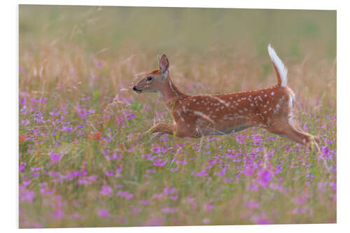 Foam board print Fawn in the field