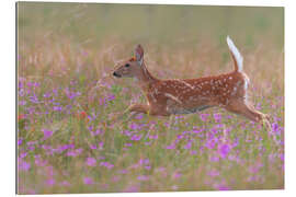 Gallery print Fawn in the field