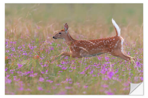 Naklejka na ścianę Fawn in the field