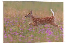 Trebilde Fawn in the field