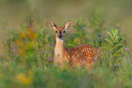 Magnettafel Duft des Sommers