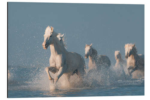 Aluminium print Angel of the Camargue