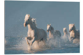 Tableau en plexi-alu Anges de la Camargue