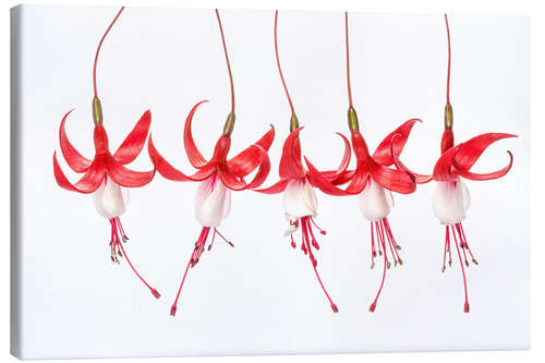 Canvas-taulu Fuchsia