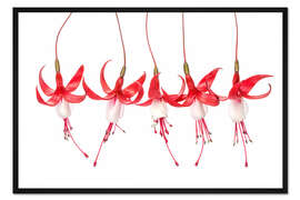 Gerahmter Kunstdruck Fuchsie