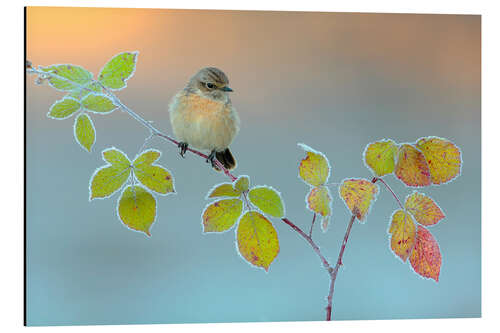 Tableau en aluminium Couleurs d'hiver