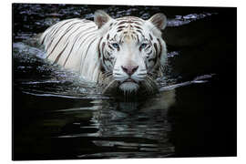 Aluminium print White Tiger