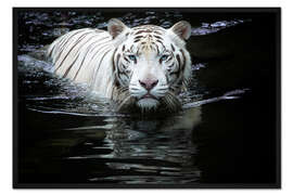 Gerahmter Kunstdruck Weißer Tiger