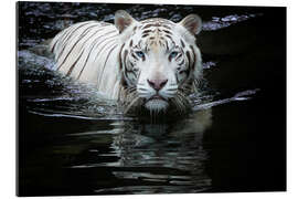 Gallery print White Tiger