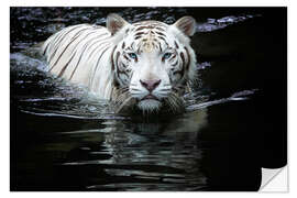 Selvklebende plakat White Tiger