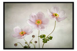 Gerahmter Kunstdruck Anemonen