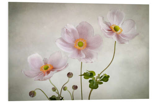 Foam board print Anemones