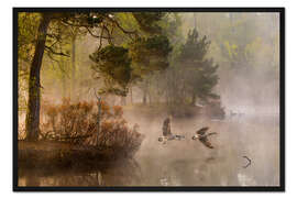 Gerahmter Kunstdruck Gänse im Nebel