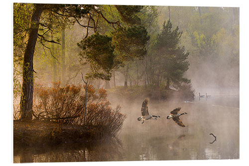 Foam board print Geese in the mist