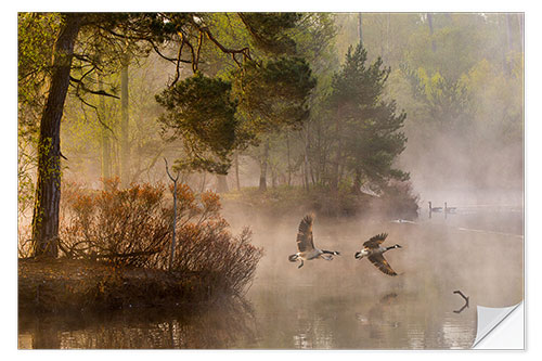 Selvklebende plakat Geese in the mist