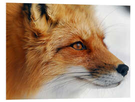 Foam board print Profile of a red fox