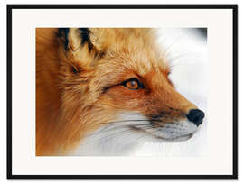 Gerahmter Kunstdruck Profil eines Rotfuchses