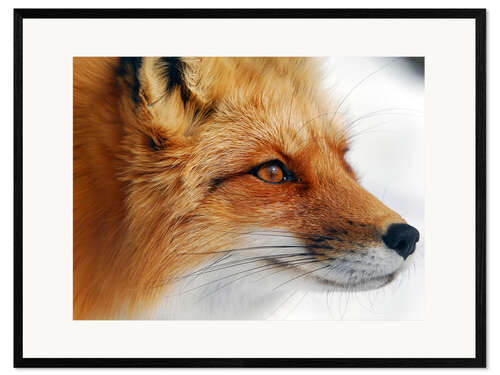 Plakat artystyczny premium w ramie Profile of a red fox