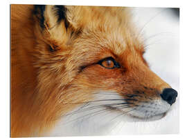 Gallery print Profile of a red fox