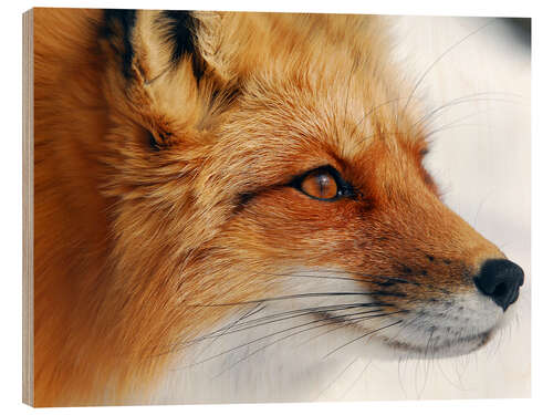 Wood print Profile of a red fox