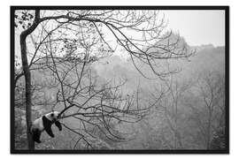 Gerahmter Kunstdruck Panda im Nebel