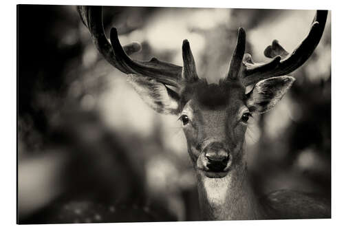 Aluminium print Portrait of a deer