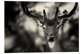 Foam board print Portrait of a deer