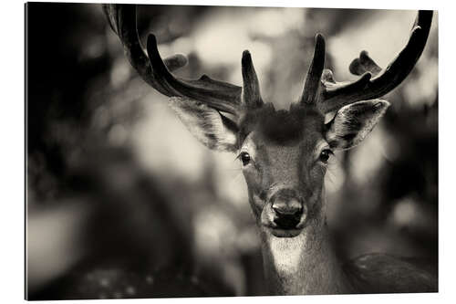 Gallery print Portrait of a deer