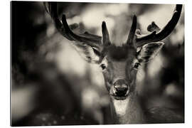 Tableau en plexi-alu Portrait d&#039;un cerf