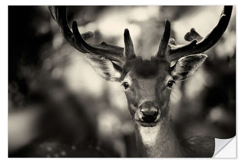 Wall sticker Portrait of a deer