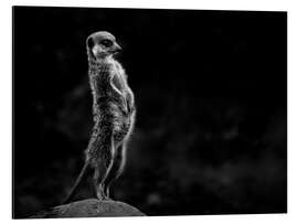 Aluminium print The meerkats