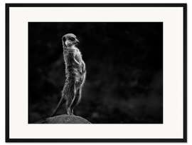 Gerahmter Kunstdruck Die Erdmännchen