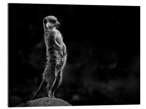 Gallery print The meerkats