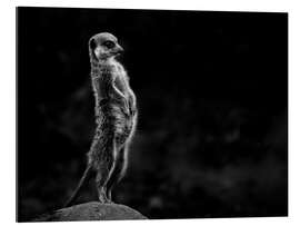 Gallery print The meerkats