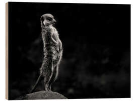 Wood print The meerkats