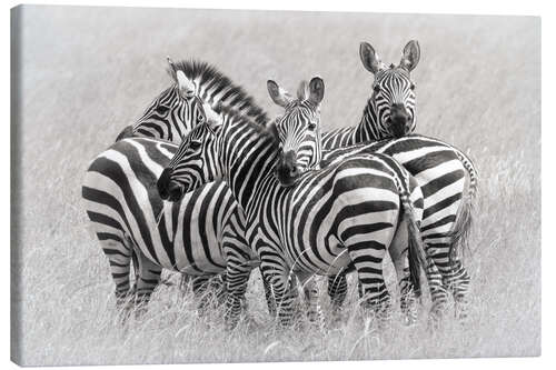 Leinwandbild Gruppe Zebras