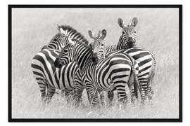 Gerahmter Kunstdruck Gruppe Zebras