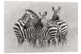 Foam board print Group of zebras