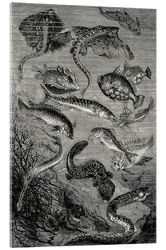 Quadro em acrílico 20,000 Miles Under the Sea, Fantastic Fishes