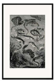 Gerahmter Kunstdruck 20.000 Meilen unter dem Meer, Fantastische Unterwasserwelt