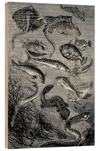 Wood print 20,000 Miles Under the Sea, Fantastic Fishes