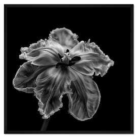 Gerahmter Kunstdruck Papageien-Tulpe