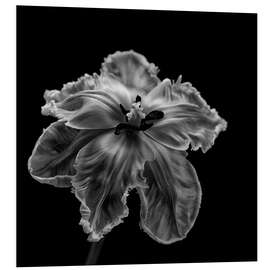 Foam board print Parrot Tulip