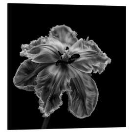 Gallery print Parrot Tulip