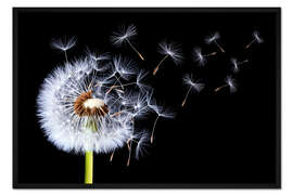 Gerahmter Kunstdruck Löwenzahn