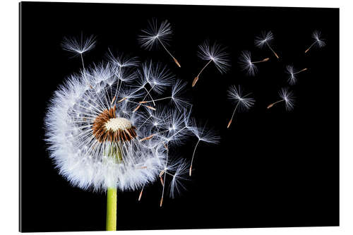 Gallery print Dandelion