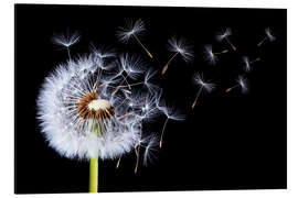 Magnettafel Löwenzahn