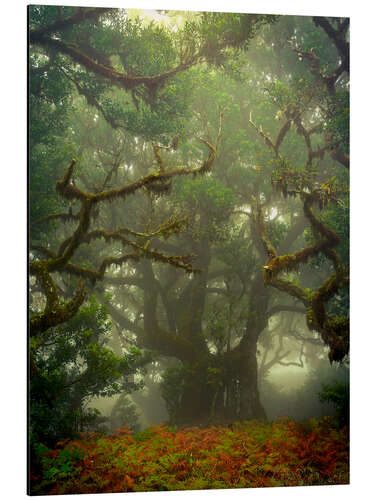 Tableau en aluminium Branches noueuses dans une forêt de conte de fées