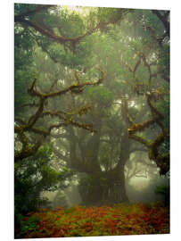 Foam board print Gnarled branches in the fairytale forest