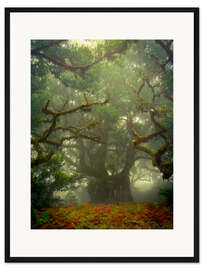 Gerahmter Kunstdruck Knorrige Äste im Märchenwald